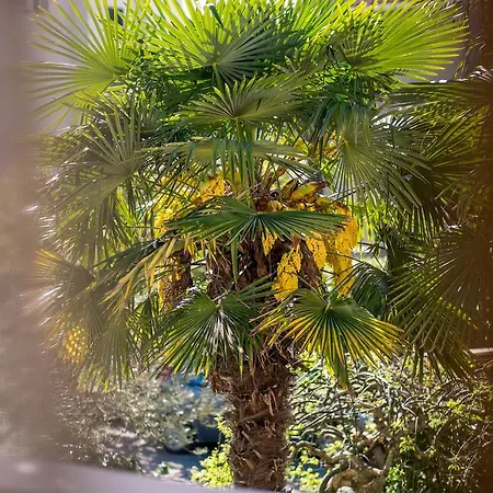 Palma Apartmán Malinska